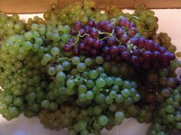 /album/www-weine-de/img-4820-jpg/